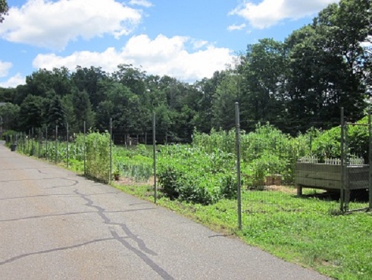 Homeowners' Gardens